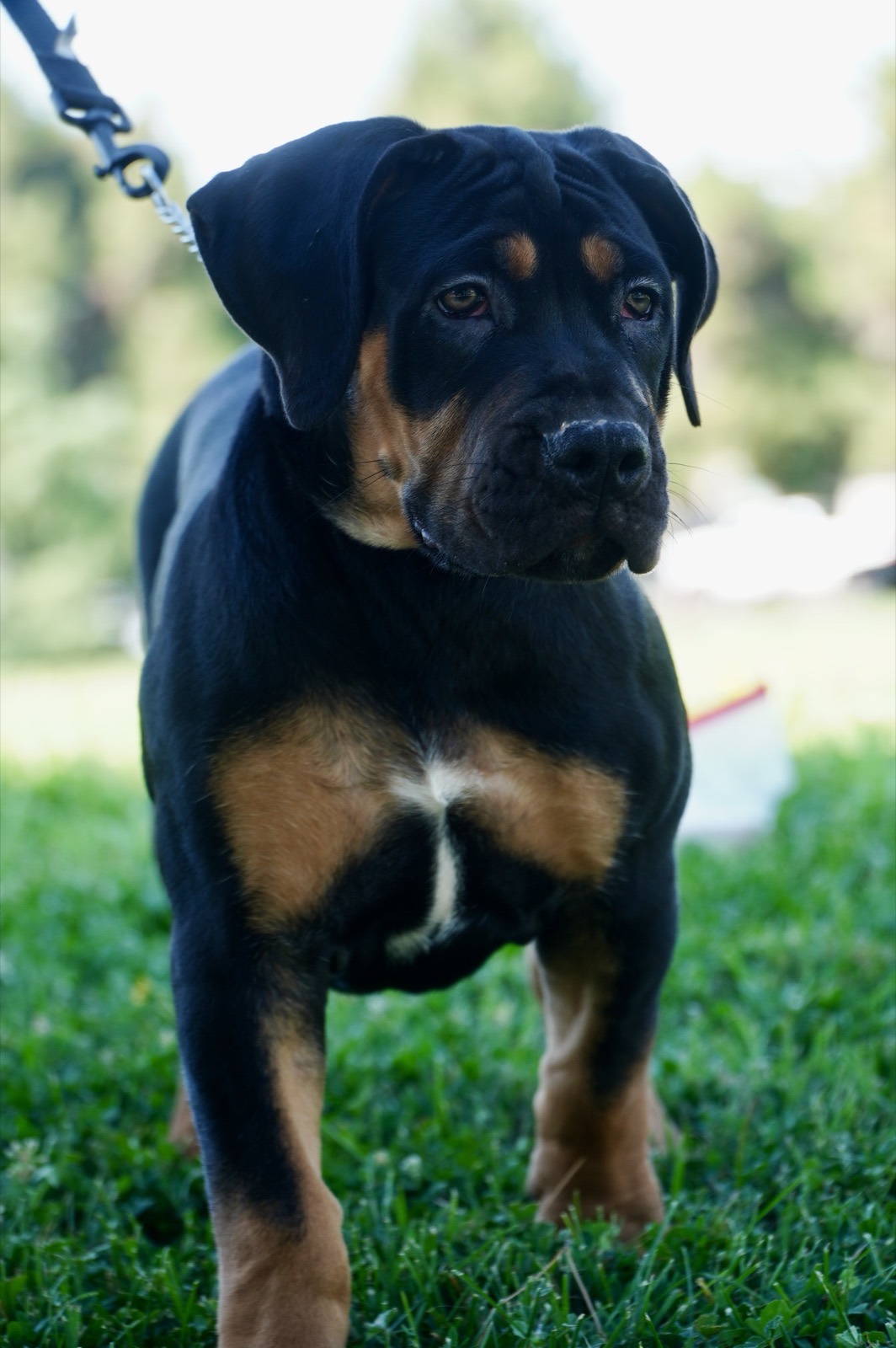 W3 Gods Boerboels Black Widow — young female