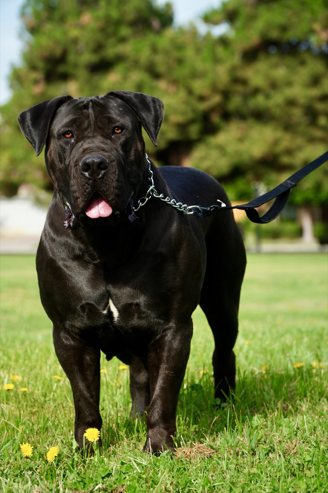 Boerboel heritage