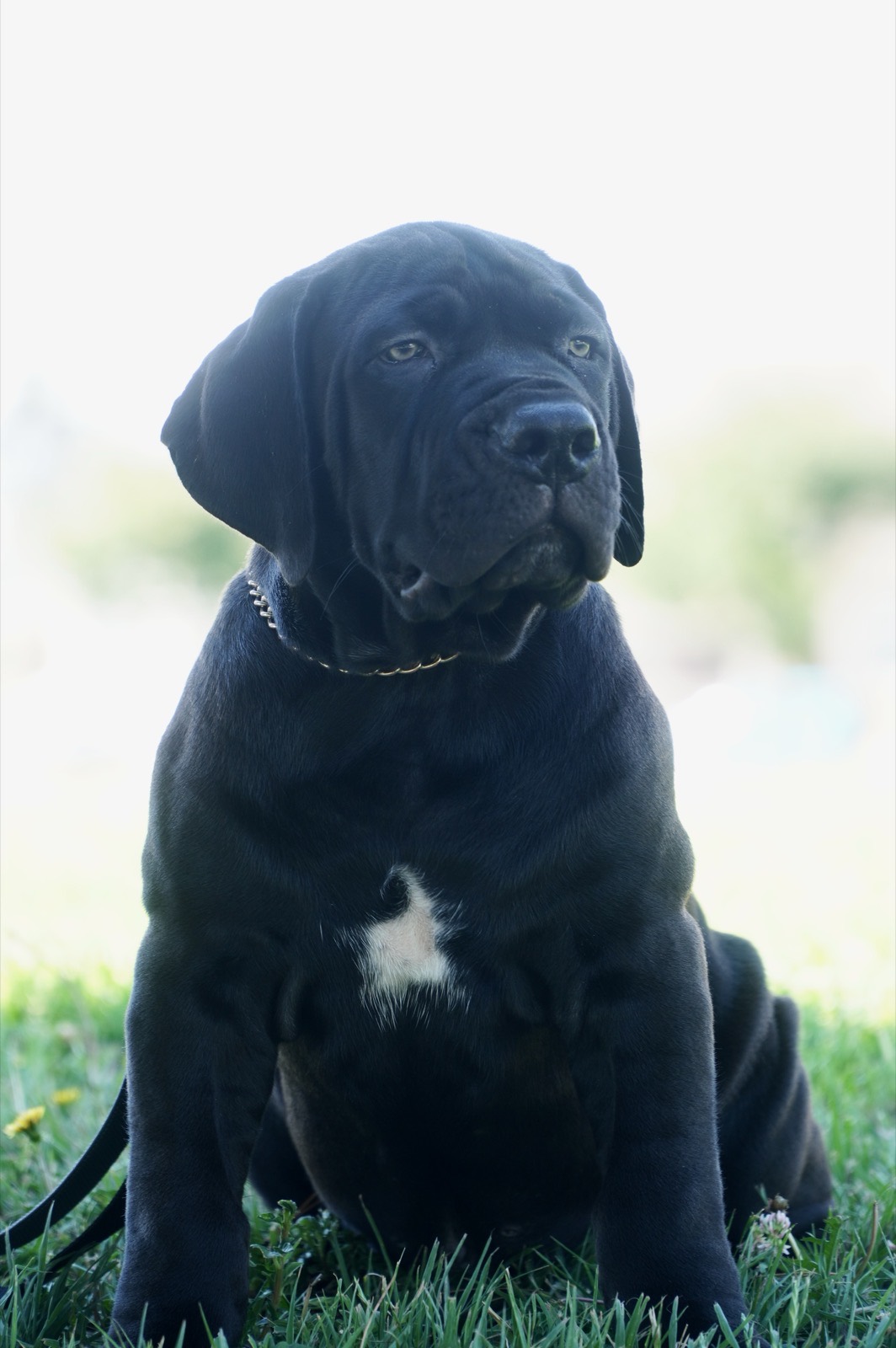 W3 Gods Boerboels Gotham — young male