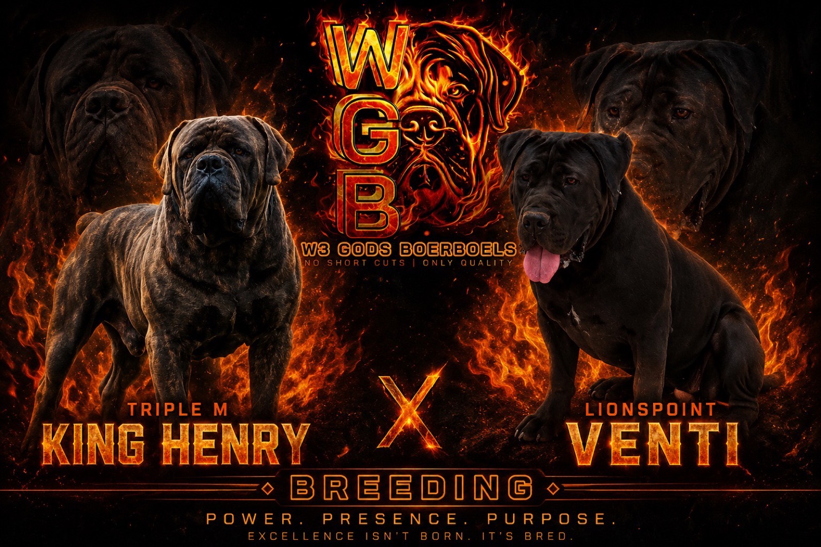 Triple M King Henry × Lionspoint Venti breeding