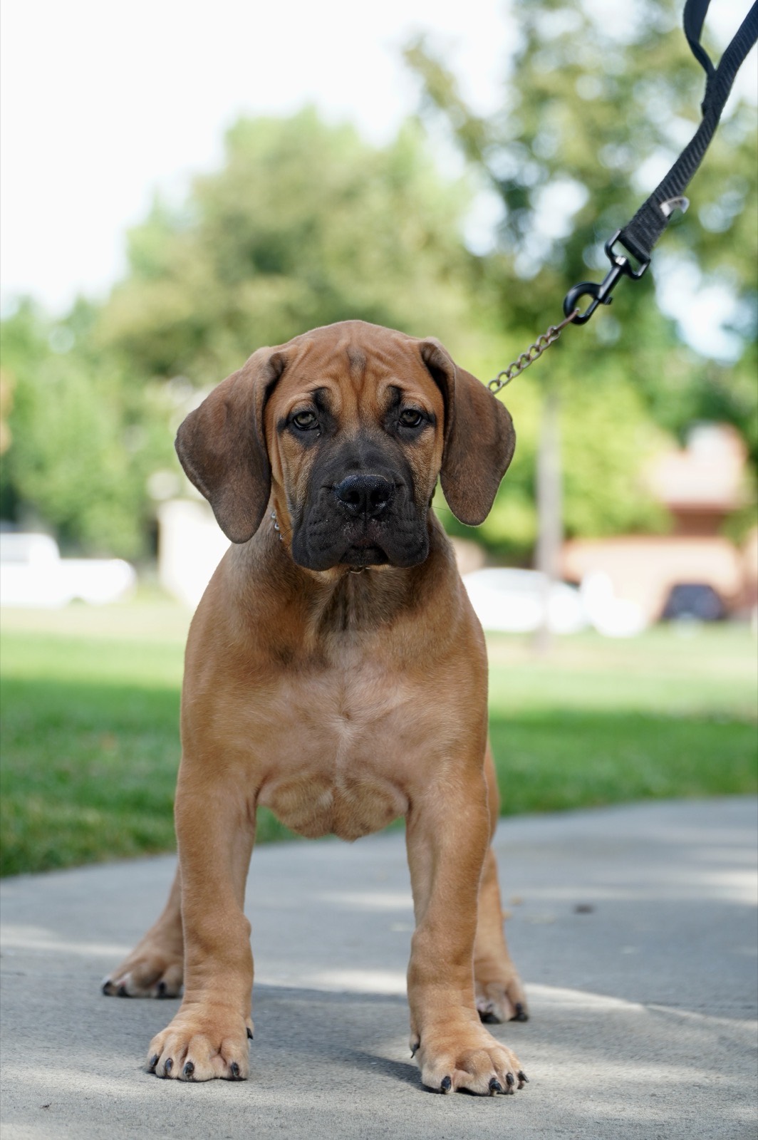 Available female Boerboel puppy
