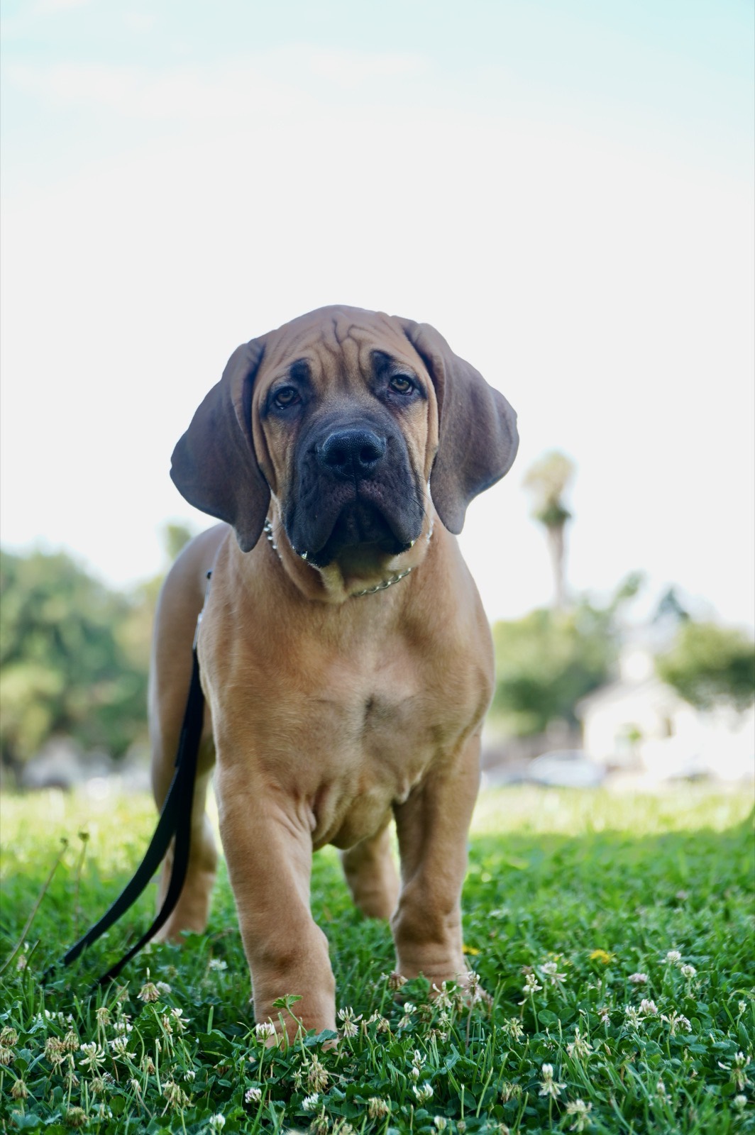 Available fawn male Boerboel puppy