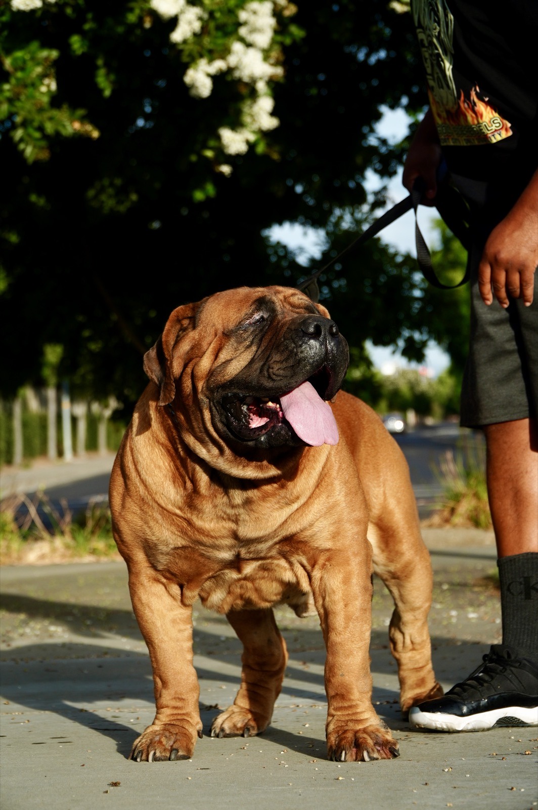 W3 Gods Boerboels studs