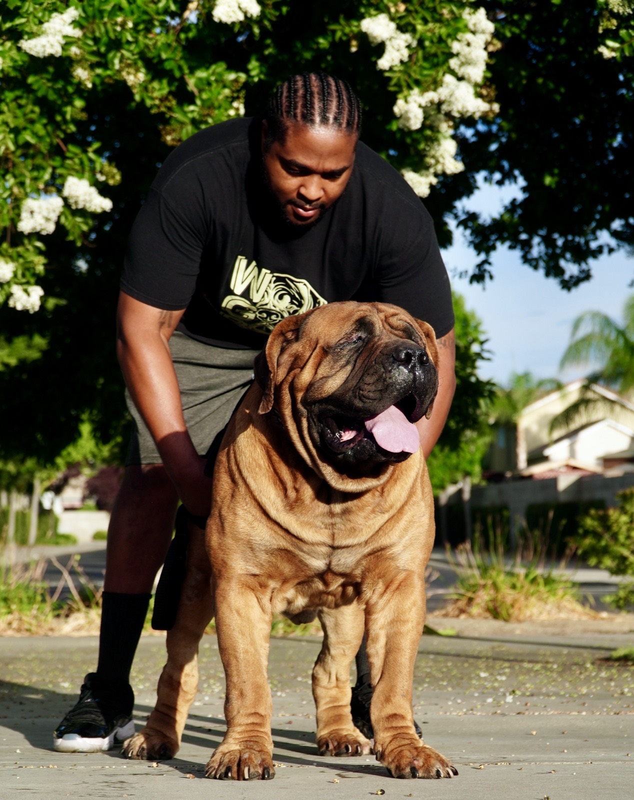 South African Boerboel structure