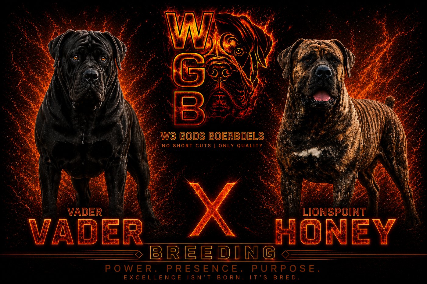 Vader × Lionspoint Honey planned breeding