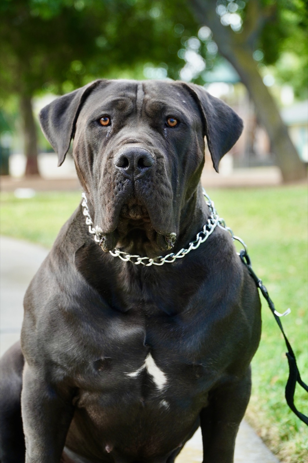 W3 Gods Boerboels dams