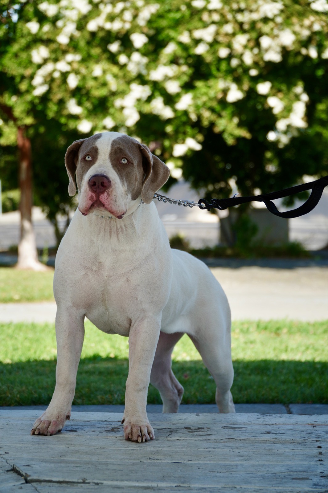 Blue Collar Boerboels Winter — young dam